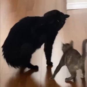 Meet your Posher, Millie